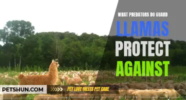 Understanding the Predators Protected by Guard Llamas