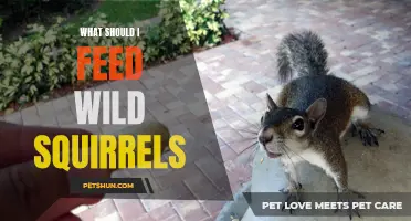 Feeding Tips: What Should I Feed Wild Squirrels for Optimal Health?