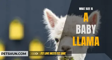 Understanding the Size of a Baby Llama: A Guide for Curious Enthusiasts