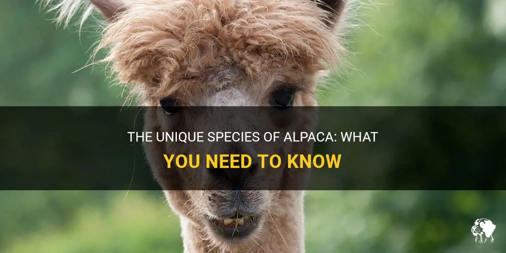 what species is alpaca