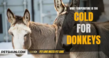 Uncovering the Threshold: When Does the Cold Become Too Much for Donkeys?