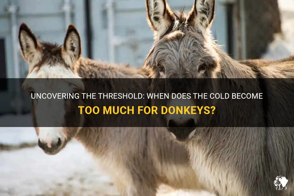 what temperature is too cold for donkeys