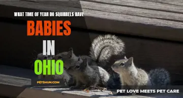 When Do Squirrels in Ohio Have Babies? Exploring the Breeding Season of these Furry Residents