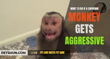 Dealing with an Aggressive Capuchin Monkey: Essential Steps to Take