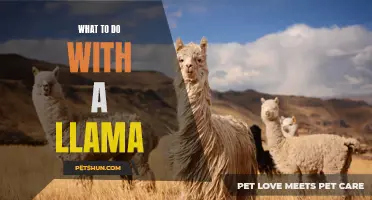 Unleash Your Inner Adventurer: Fun and Caring Activities to Enjoy with a Llama