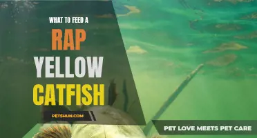The Best Diet for a Rap Yellow Catfish: Feed Them Right for Optimal Health