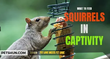 Feeding Tips for Squirrels in Captivity: The Key to a Healthy Diet