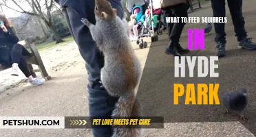 The Best Foods to Feed Squirrels in Hyde Park