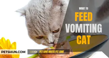 How to Choose the Right Diet for a Vomiting Cat