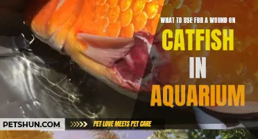 Effective Treatments for Wounds on Catfish in an Aquarium