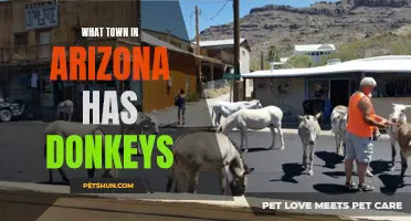 Exploring the Towns of Arizona: Discovering the Charming Donkey Residents