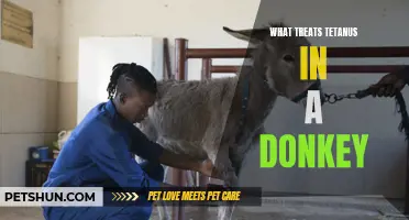 How to Treat Tetanus in Donkeys: Effective Solutions and Prevention Methods