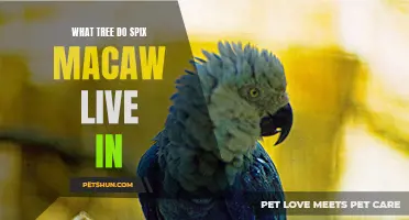 The Preferred Habitat of the Spix Macaw: Trees they Call Home