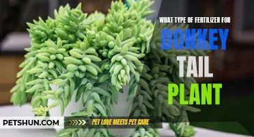 Choosing the Right Fertilizer for Your Donkey Tail Plant