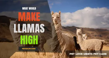 The Unexpected Factors that Could Potentially Make Llamas High