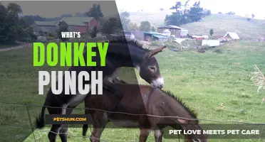 Understanding the Donkey Punch: What It Is and Why It's Controversial