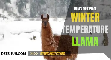 What is the Average Winter Temperature for Llamas?