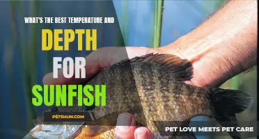 Finding the Perfect Temperature and Depth for Sunfish: A Guide for Anglers