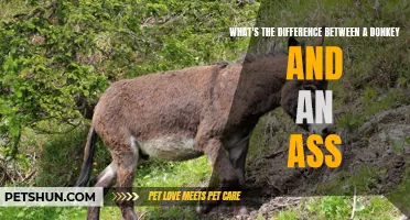 Understanding the Distinctions: Donkeys vs. Asses