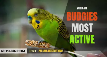 Unlocking the Secrets: Understanding When Budgies are Most Active
