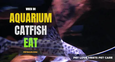 Understanding the Feeding Habits of Aquarium Catfish