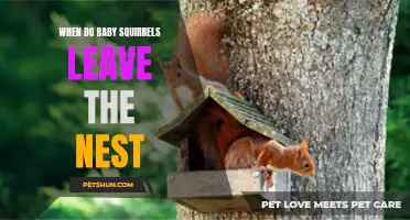 When Baby Squirrels Venture Out: A Guide to Leaving the Nest