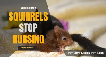 The Transition: When Baby Squirrels Stop Nursing