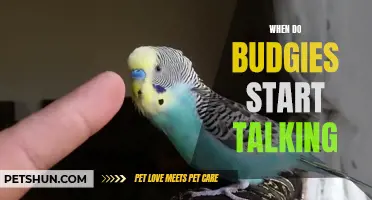 Discovering When Budgies Start Talking: A Guide for Bird Owners