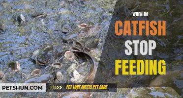 Understanding Catfish Feeding Habits: When Do They Stop Eating?