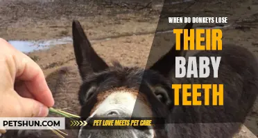 When Do Donkeys Start Losing Their Baby Teeth?