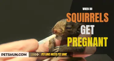 The Mysterious Timing of Squirrel Pregnancy Revealed