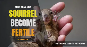 Understanding the Fertility Timeline of a Baby Squirrel