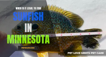 Understanding the Legal Seasons for Fishing Sunfish in Minnesota
