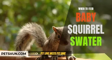 The Right Time to Provide Water for Baby Squirrels' Hydration Needs