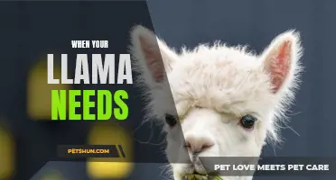 When Your Llama Needs Special Care: Tips for Llama Owners