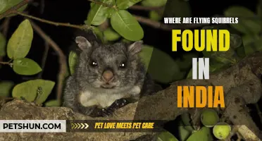 Discover the Enchanting Habits of Flying Squirrels in India