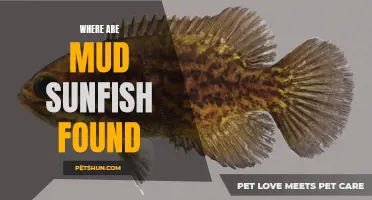 Exploring the Habitat of Mud Sunfish: Where They Can Be Found