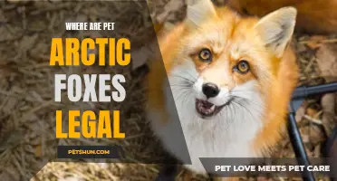 The Legality of Keeping Pet Arctic Foxes: Where Are They Allowed?