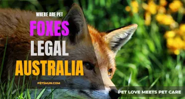 Is it Legal to Own a Pet Fox in Australia?