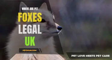 The Legalities of Owning Pet Foxes in the United Kingdom