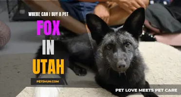 Exploring Your Options to Buy a Pet Fox in Utah: A Comprehensive Guide