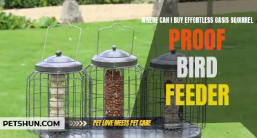 Your Guide to Finding the Perfect Effortless Oasis Squirrel-Proof Bird Feeder