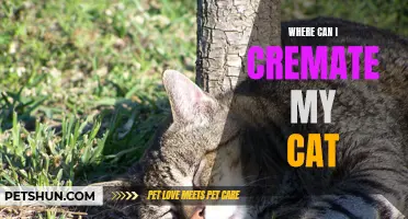 Finding a Pet Crematorium: Options for Cremating Your Cat