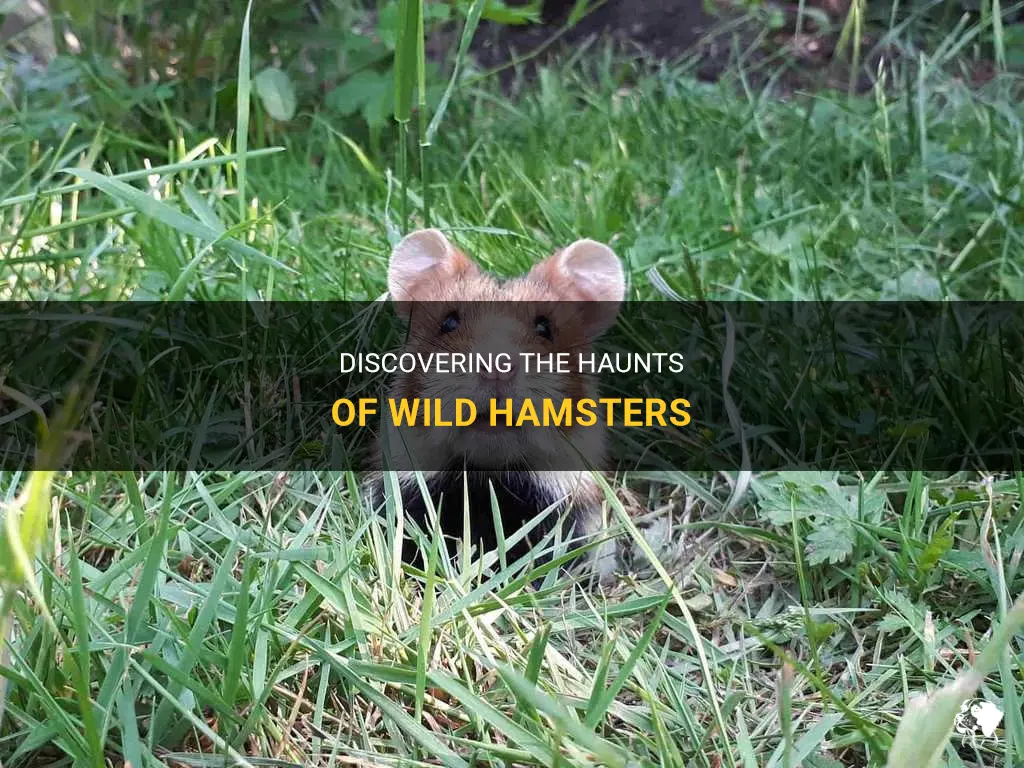 Discovering The Haunts Of Wild Hamsters | PetShun