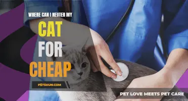 Affordable Options for Neutering Your Cat: Where to Find Low-Cost Spay/Neuter Services