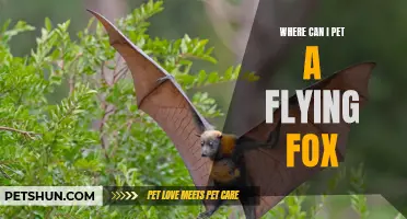 Uncover the Magical Locations to Pet a Flying Fox