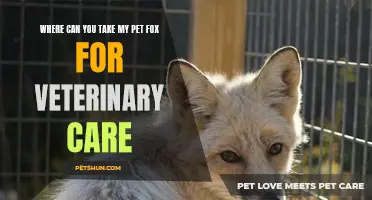 Finding Quality Veterinary Care for Your Pet Fox: Where Can You Go?