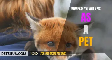 Discover the Exotic World: Where Can You Own a Fox as a Pet?