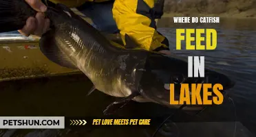 Exploring the Feeding Habits of Catfish in Lakes