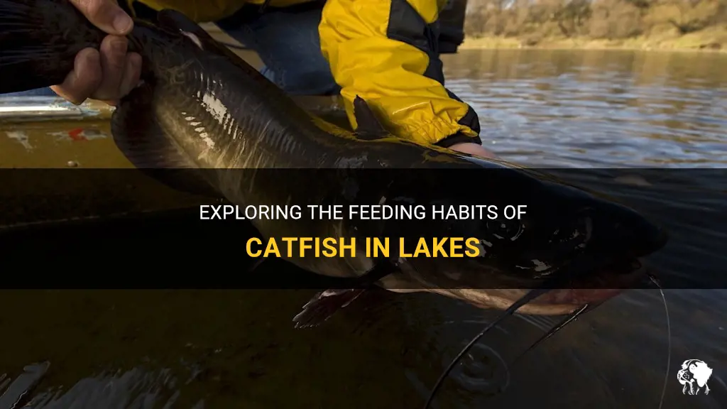 where do catfish feed in lakes